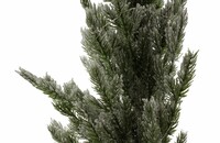 LED-Baum Erster Schnee  kaufen im Frank Flechtwaren Online Shop